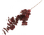 Eucalyptus - Red 88cm