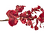 Eucalyptus - Red 88cm
