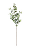Eucalyptus Spray - Green + Brown