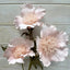 Kapok Flower - Pink