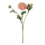 Ranunculus Spray - Coral