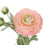 Ranunculus Spray - Coral