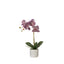 Phalaenopsis Orchid Pot - Purple