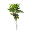Fig Spray