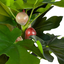 Fig Spray
