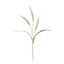 Fountain Grass - Cream