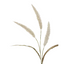 Fountain Grass - Cream