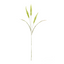 Fountain Grass - Sage Green