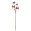 Kangaroo Paw Spray - Red