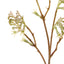 Kangaroo Paw Spray - Green