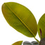 Rubber Tree - 150cm