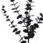 Eucalyptus Spray - Black