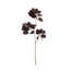 Smoke Bush Spray - Burgundy