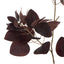 Smoke Bush Spray - Burgundy