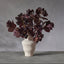 Smoke Bush Spray - Burgundy
