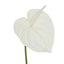 Anthurium Stem - White
