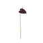 Anthurium Stem - Burgundy