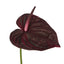 Anthurium Stem - Burgundy