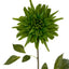 Dahlia Stem - Green