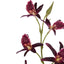Dendrobium Spray - Burgundy