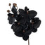 Phalaenopsis Stem - Black 56cm