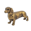 Gold Daschund