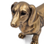Gold Daschund