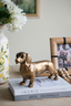 Gold Daschund