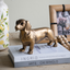 Gold Daschund