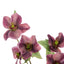 Helleborus Spray - Purple