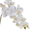 Phalaenopsis Orchid Stem - White 104cm