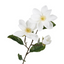 Legacy Magnolia Spray - Cream