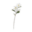 Legacy Magnolia Spray - Cream