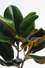 Magnolia Leaf Spray