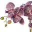 Phalaenopsis Orchid Pot - Purple