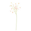 Primrose Spray - Pink Medley