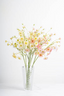 Primrose Spray - Pink Medley