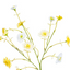 Primrose Spray - Lemon Medley