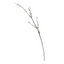 Pussy Willow Branch