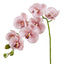 Phalaenopsis Orchid  - Pink 76cm