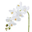 Phalaenopsis Orchid  - White 76cm