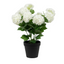 Snowball Potted  Plant