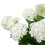 Snowball Potted  Plant