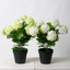 Snowball Potted  Plant