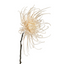 Spider Mum Stem - Winter White