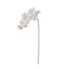 Phalaenopsis Orchid Stem - White 86cm