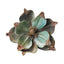 Floral Clip-On Decoration - Sage