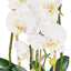 Phalaenopsis Orchid Bowl – White & Glass 69cm