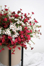 Wax Flower Bush - Cream
