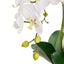 Phalaenopsis Orchid Bowl – White & Glass 69cm